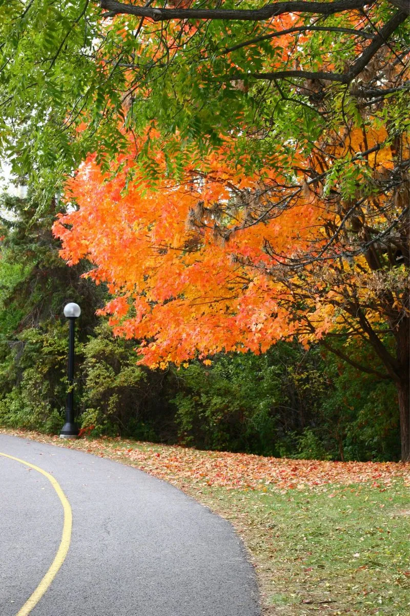 Best Places to See Fall Colours Around Ottawa